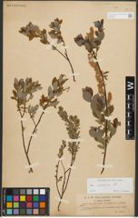 Foto von Salix starkeana Willd.